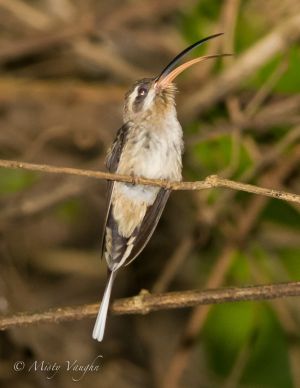 Hummingbird.Long-tailed Hermit 4N1J1972.jpg